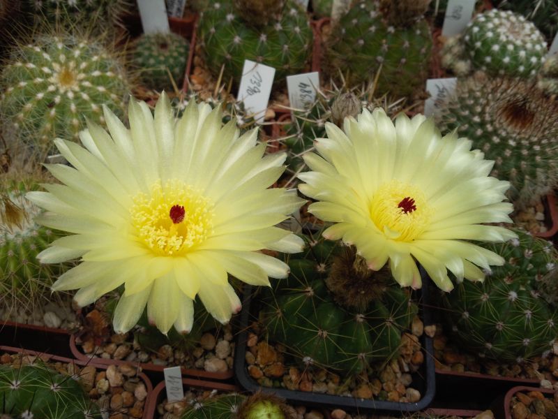 Notocactus sp. AH 5